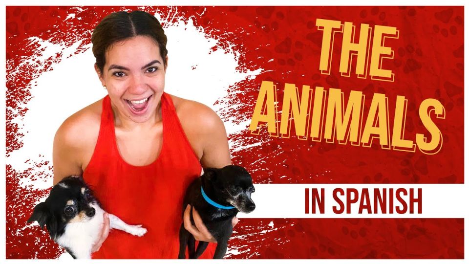 Play video: Weird Expedition in Mexico: Discover animals in Spanish! 🐶
